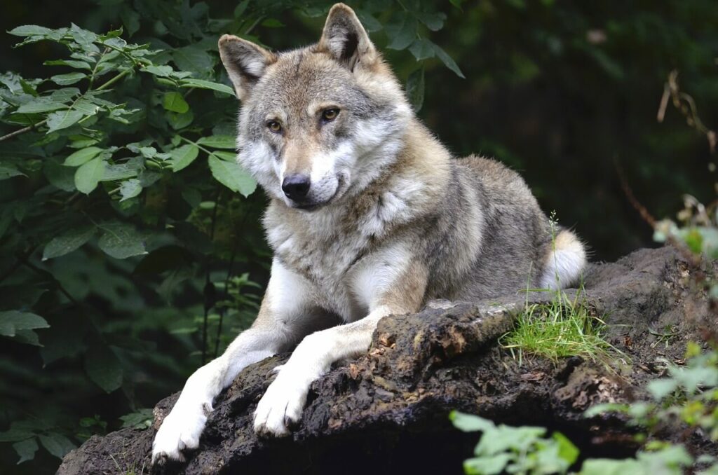 Duża wataha wilków zamieszkuje białogardzkie lasy!