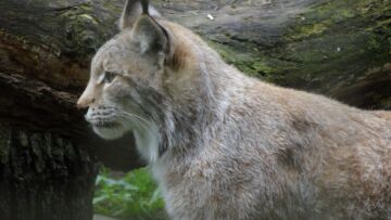 Kłusownicy polują na zachodniopomorskie rysie