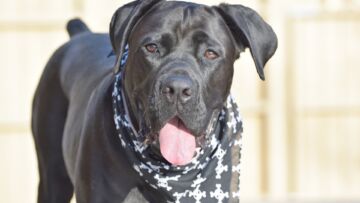 Cane Corso – jak dobrać odpowiednią karmę